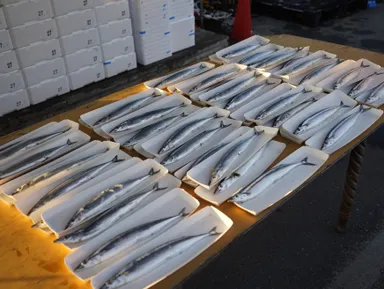 できるだけ大きな秋刀魚を用意します