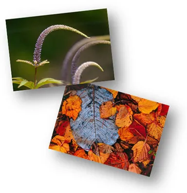 (上)H26年度前期大賞「初夏」坂下 徹／(下)H26年度後期大賞「秋の足跡」原俊彦