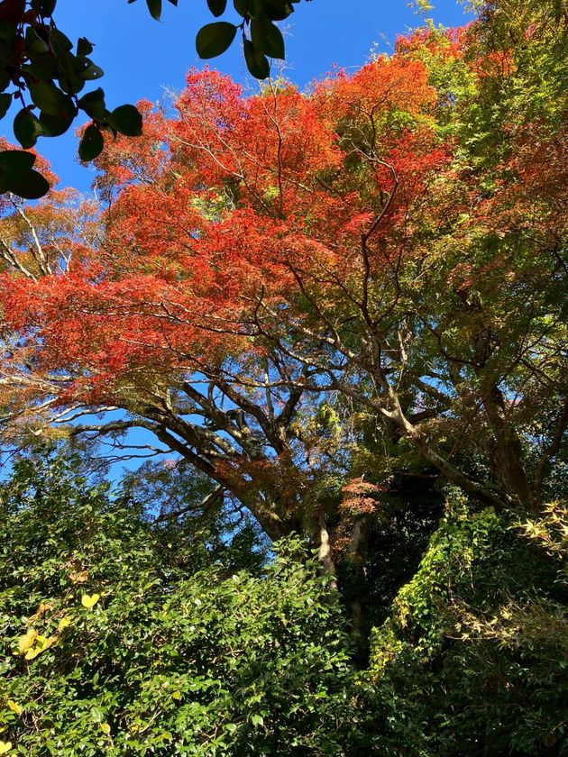 通常非公開・京都「霊鑑寺」秋の特別拝観
～庭の緑と紅葉の赤が織りなす美しい庭園と狩野派作の襖絵を公開～