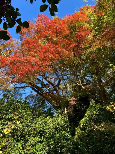 京都最大級の霊鑑寺楓