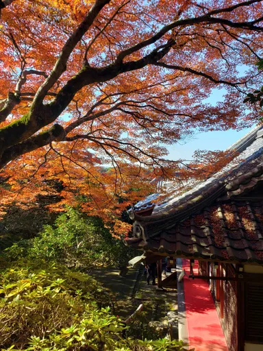 庭園の紅葉