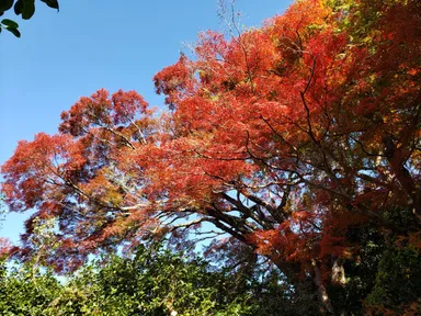京都最大級の霊鑑寺楓