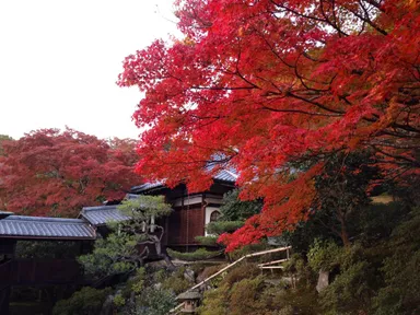 庭園の紅葉