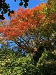 京都最大級の霊鑑寺楓