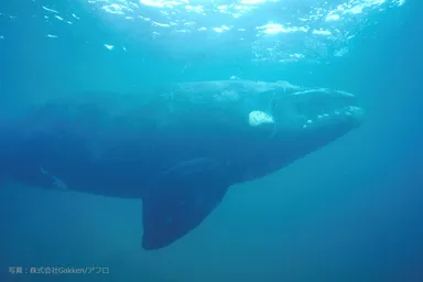 セミクジラ