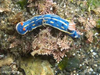 アオウミウシ