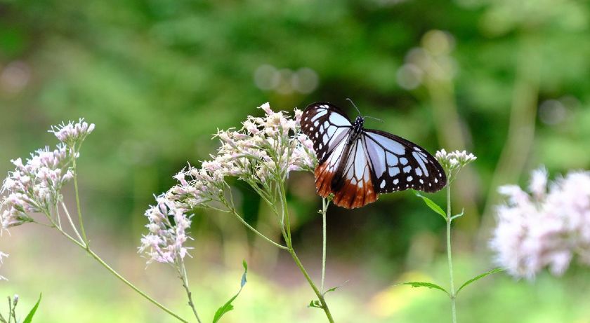 秋を連れてくる“渡り蝶”「アサギマダラ」が
六甲高山植物園に飛来！