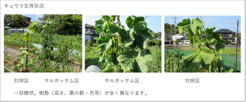 カリブ海に漂着する「サルガッサム」を堆肥化
滋賀県の試験農場で農業利用の可能性を検証