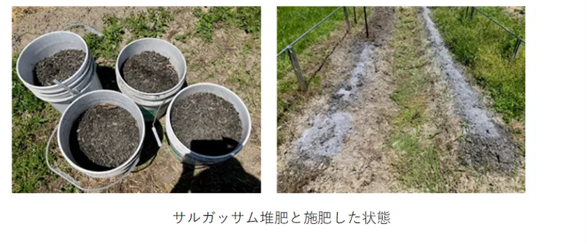 サルガッサム堆肥