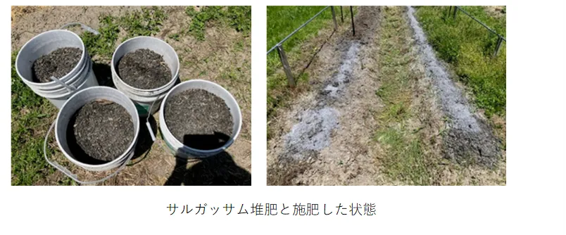 サルガッサム堆肥