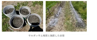 サルガッサム堆肥