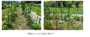 生育状況