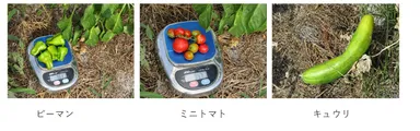 野菜のヒ素分析