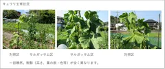 キュウリ生育状況比較