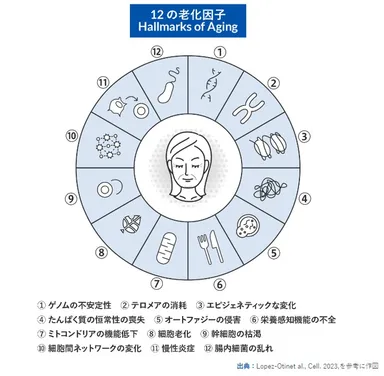 12の老化因子