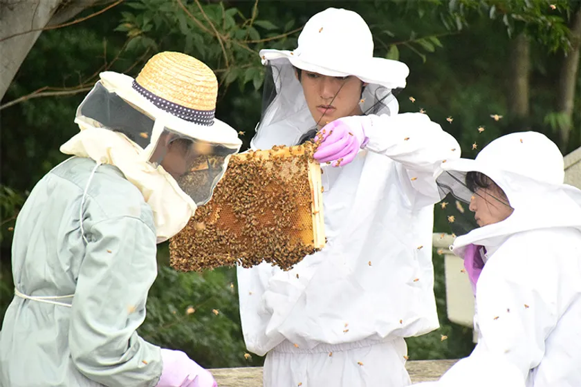 八王子キャンパスで養蜂