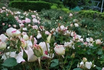 ローズウオーク(６月６日撮影)