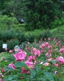 ローズウオーク(６月６日撮影)