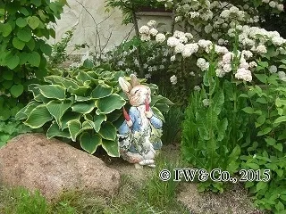 ピーターラビットとバラの世界(イメージ)