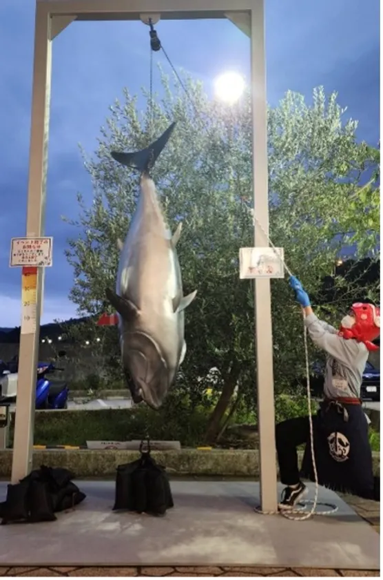 巨大マグロに挑戦
