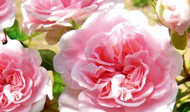 オールドローズ画像