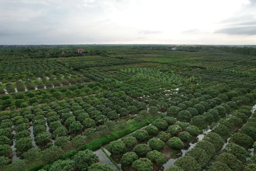 Vinh Lap村のライチ畑(上空)