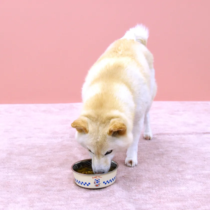 美味しく食べるわんちゃん