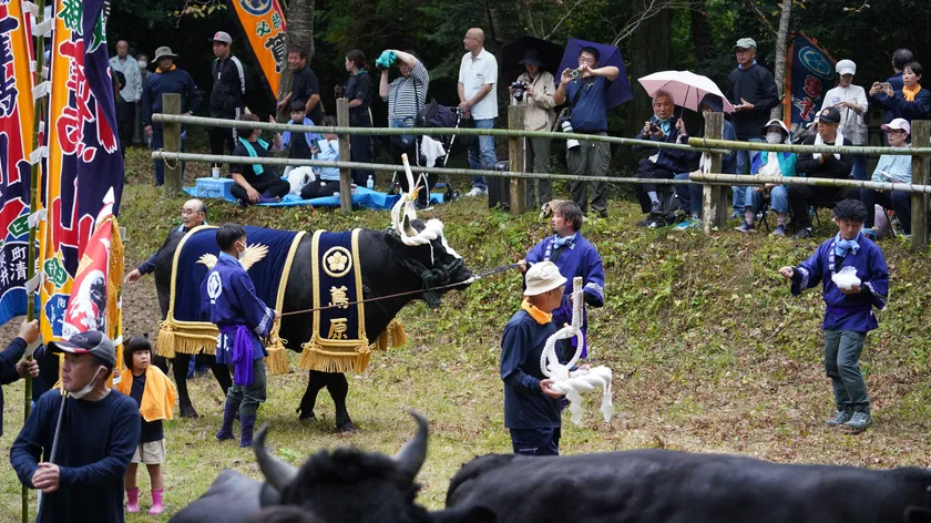 牛の土俵入り風景:画像は隠岐の島町観光協会様提供