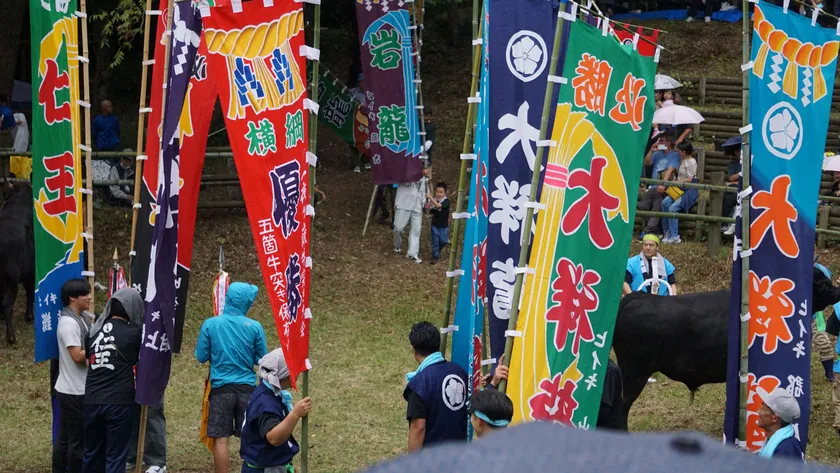 一夜嶽牛突き大会の様子:画像は隠岐の島町観光協会様提供
