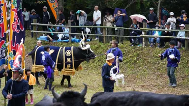 牛の土俵入り風景：画像は隠岐の島町観光協会様提供