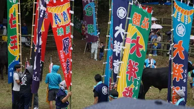 一夜嶽牛突き大会の様子：画像は隠岐の島町観光協会様提供