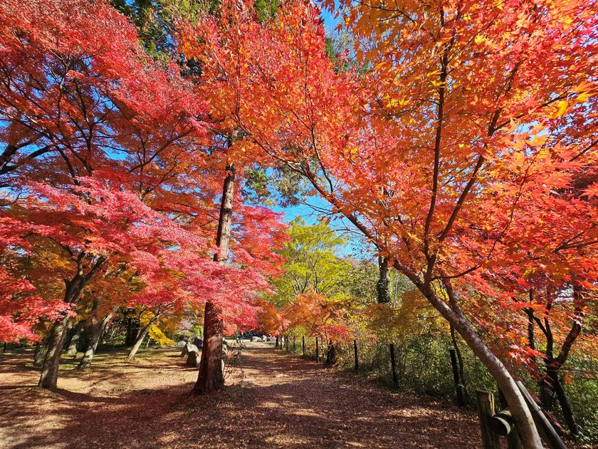色づく渓谷で秋を味わう、
埼玉県嵐山町「嵐山渓谷紅葉まつり」イベントDay　
11月28日、29日に開催
