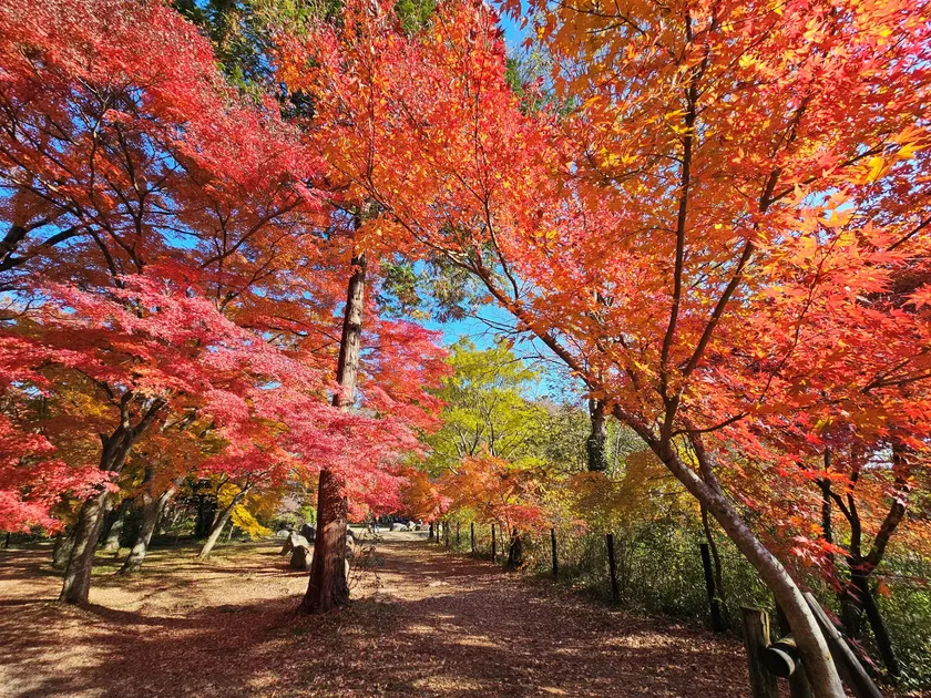 嵐山渓谷展望台周辺