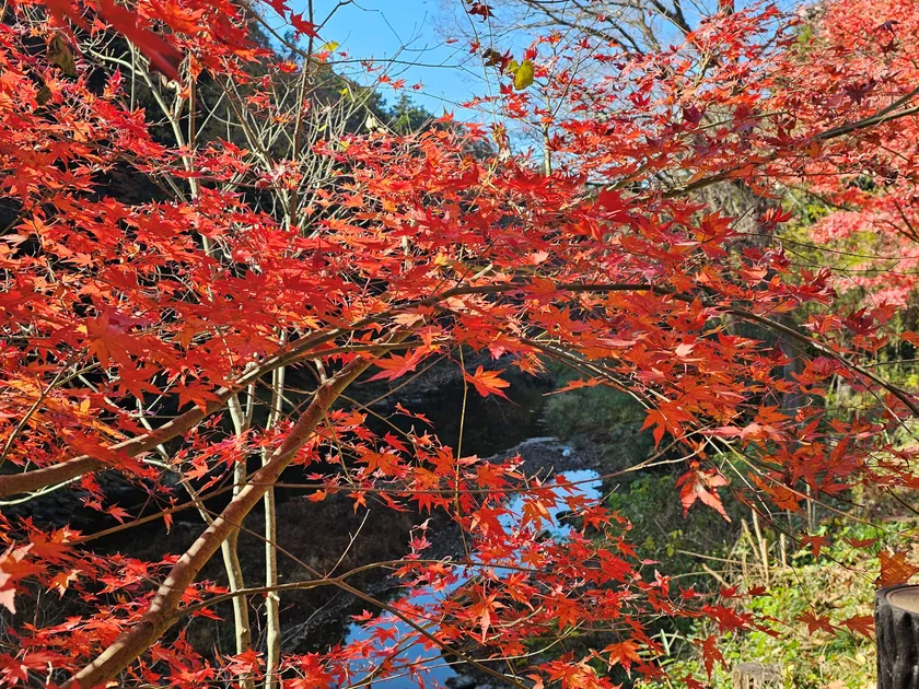 槻川と紅葉