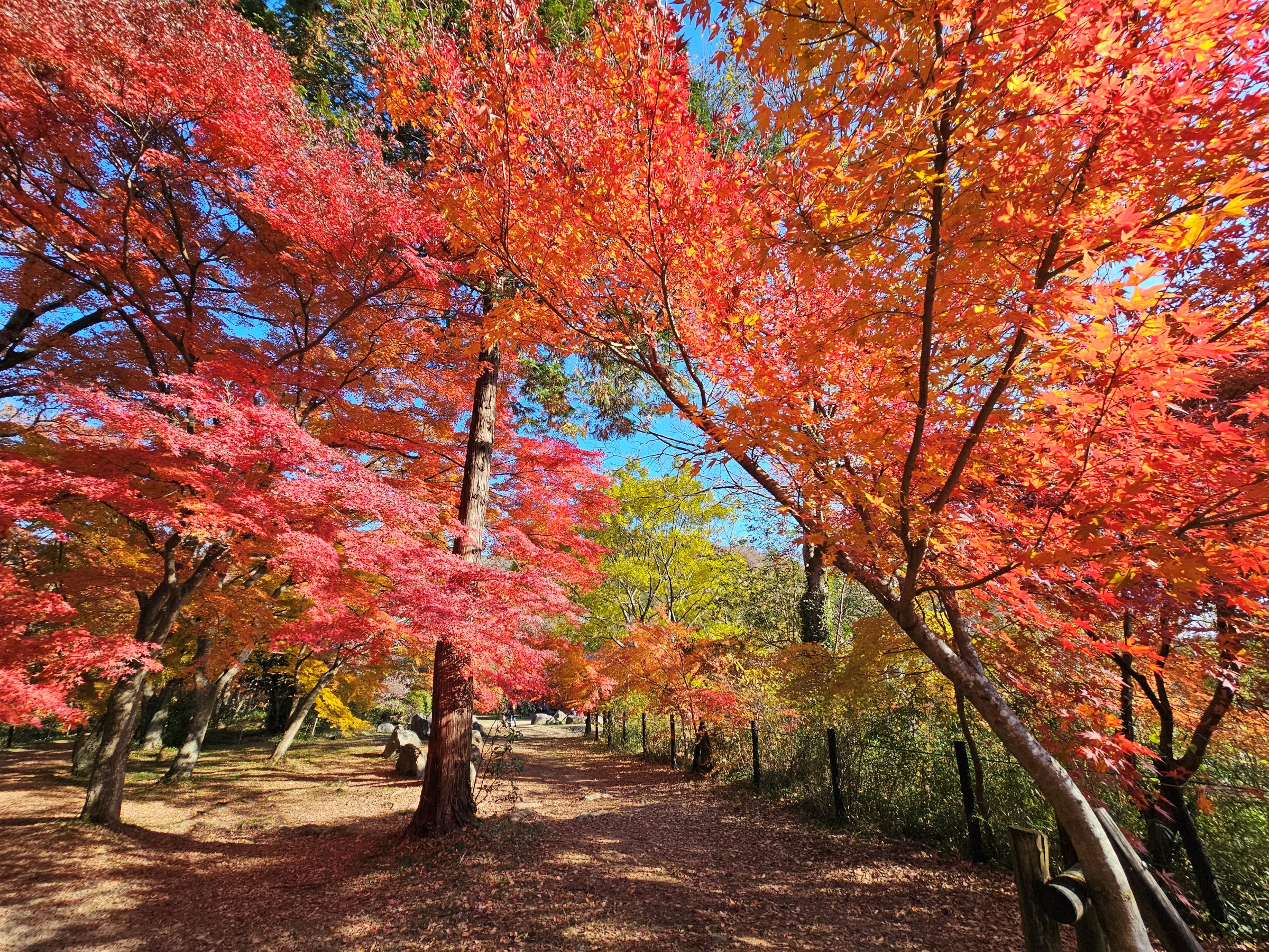 色づく渓谷で秋を味わう、 埼玉県嵐山町「嵐山渓谷紅葉まつり」イベントDay 11月28日、29日に開催