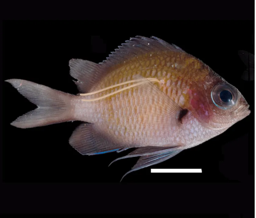 スズメノワカシラガの寄生を受けたアマミスズメダイの幼魚
