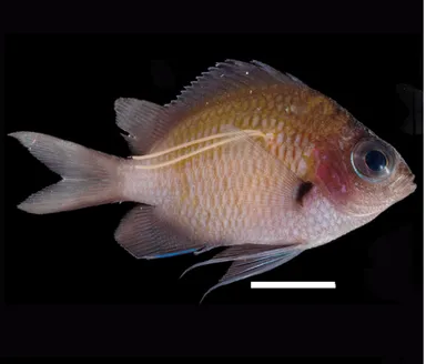 スズメノワカシラガの寄生を受けたアマミスズメダイの幼魚