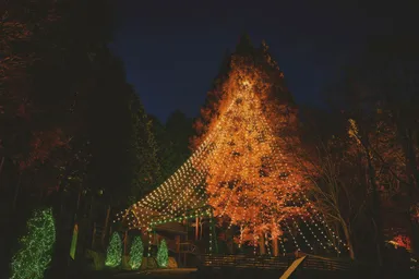 森に浮かび上がる「森のクリスマスツリー」