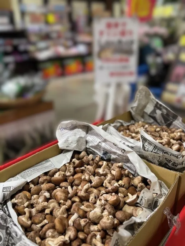 お箸でつまみ取り・ミニ椎茸