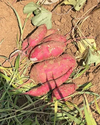 食材にこだわった、素材本来のおいしさ