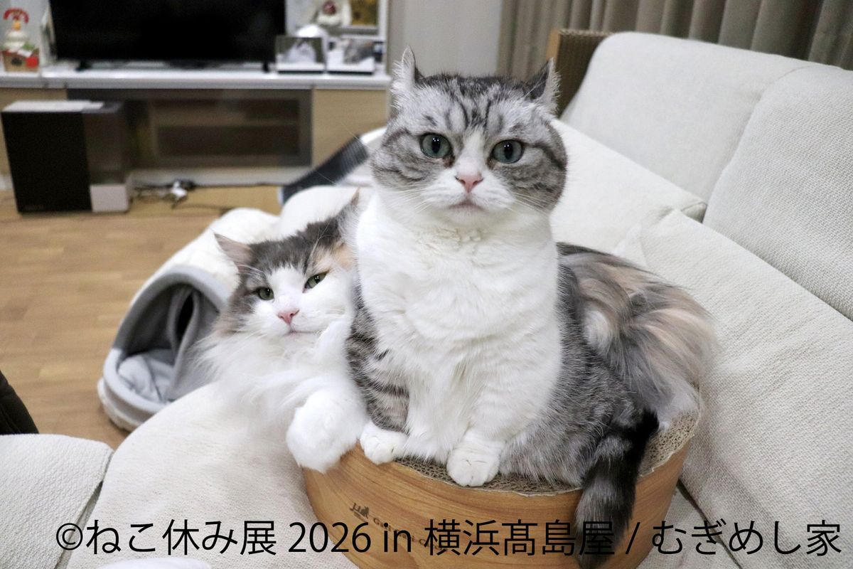 猫と犬のかわいさに癒やされる6日間！横浜高島屋で 「ねこ休み展」＆「鼻ぺちゃ展」10/29(木)～11/3(火・祝)開催 特別POP UP EVENTや会場限定グッズが登場
