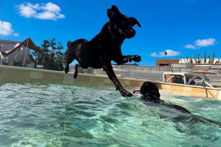 プールにダイブする犬