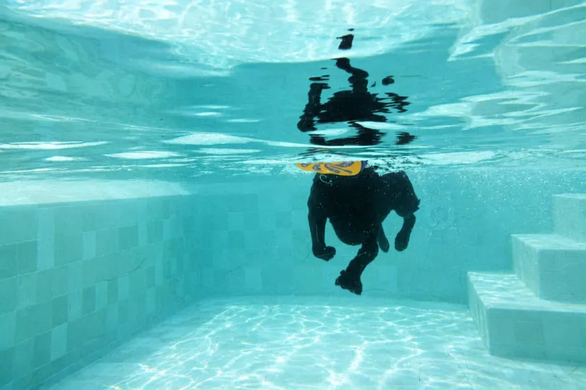 きれいな水質