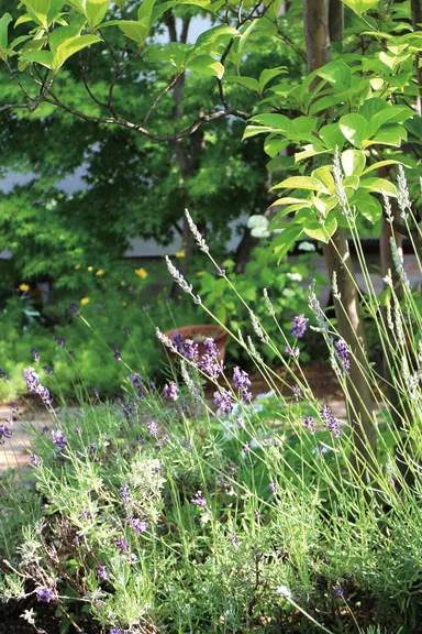 お庭のラベンダー