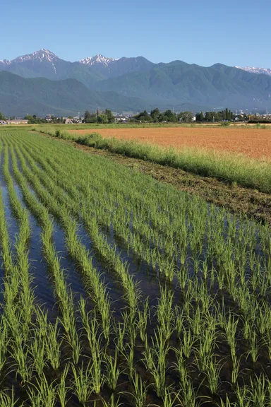 安曇野夏風景