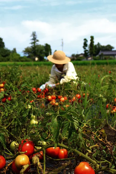 夏：無農薬トマトの収穫