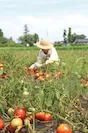 夏：無農薬トマトの収穫