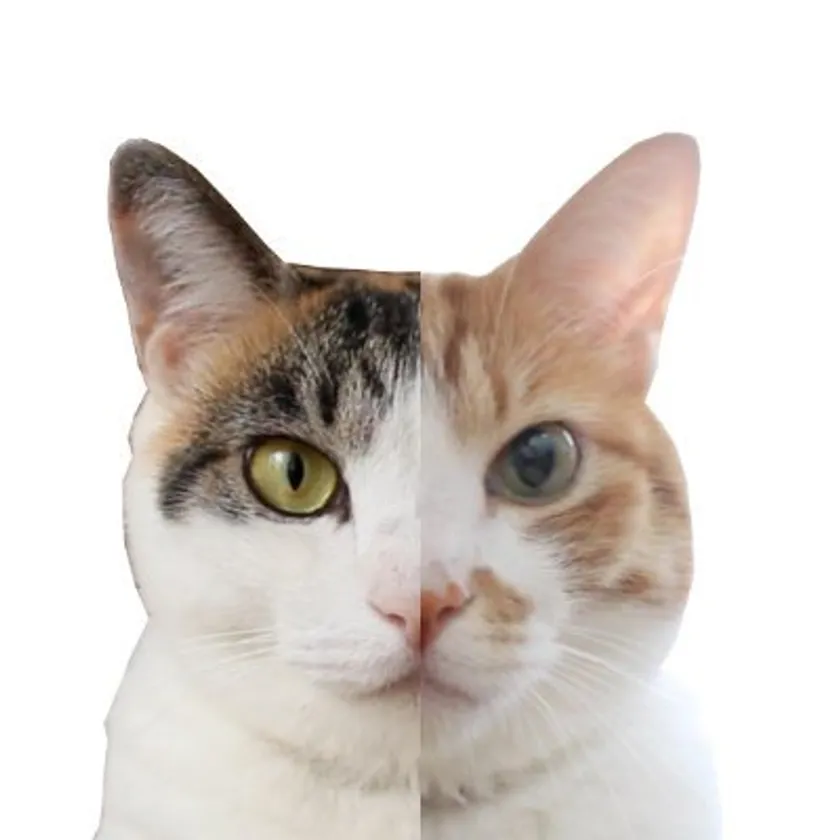 もしぬこ