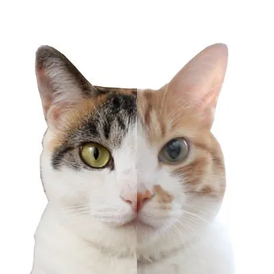 もしぬこ