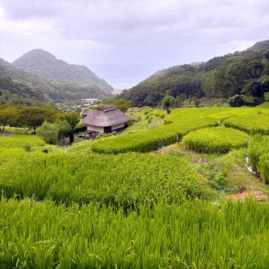 三浦コース石部棚田